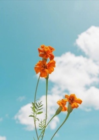 ķ