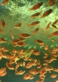 �������԰���ϵ��1v3������